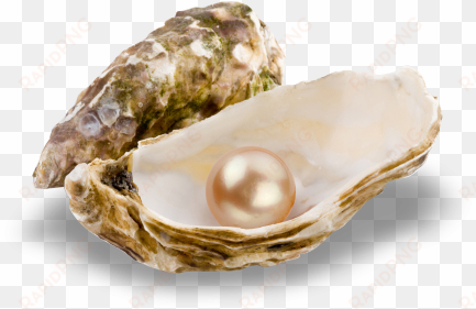 pearl-stringing - oyster with pearl png