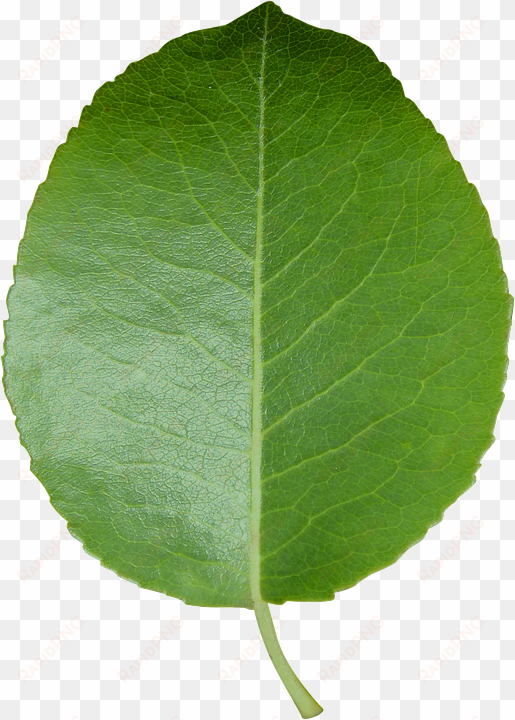 Peel N Stick Poster Of Leaf Green Leaf Transparent - Leaf Transparent Background transparent png image