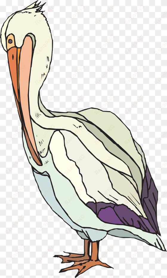 pelican with colorful feathers svg clip arts 360 x
