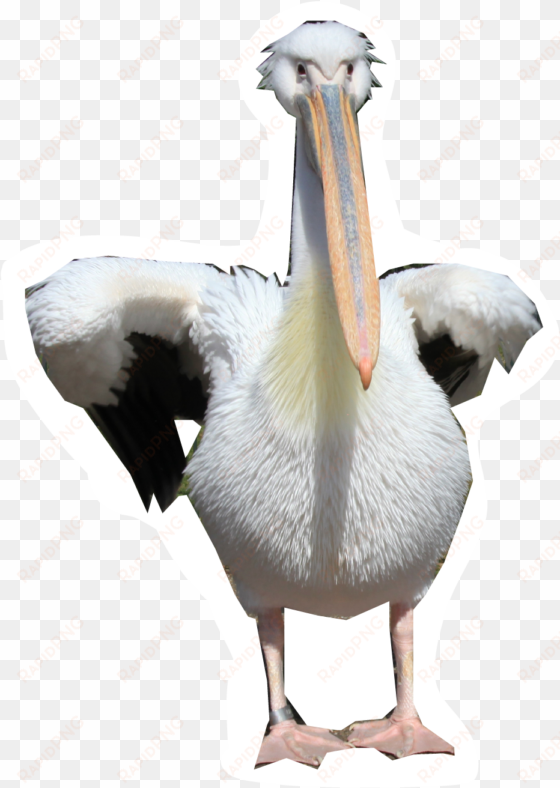 pelicans walking png png images - white pelican