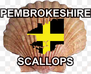 Pembrokeshire Scallops - Scallop Shell transparent png image
