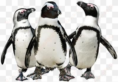 penguin trio - penguins transparent
