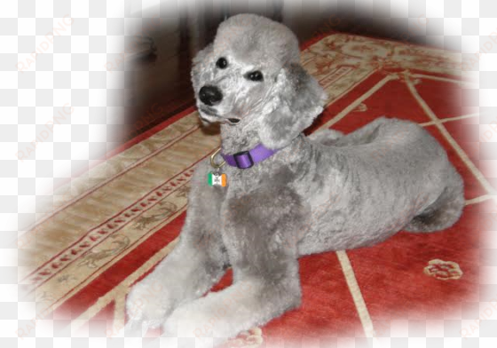 pennsylvania standard poodles for sale standard poodle - poodle