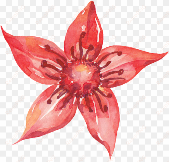 pentagram red flower cartoon transparent - watercolor painting