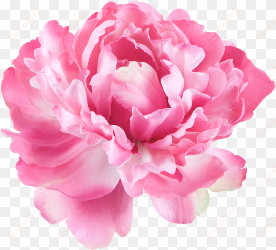 peony flowers png - single flower white background
