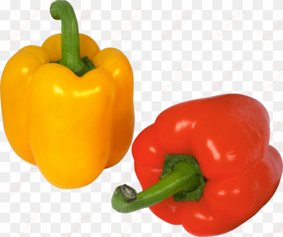 pepper duo - bell pepper transparent background