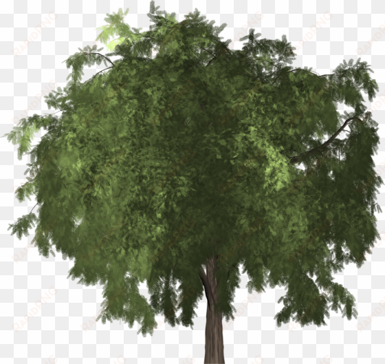 pepper tree - schinus molle png