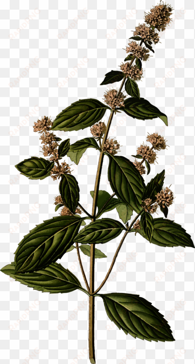 peppermint herb medicinal plants mints - mentha spicata illustration