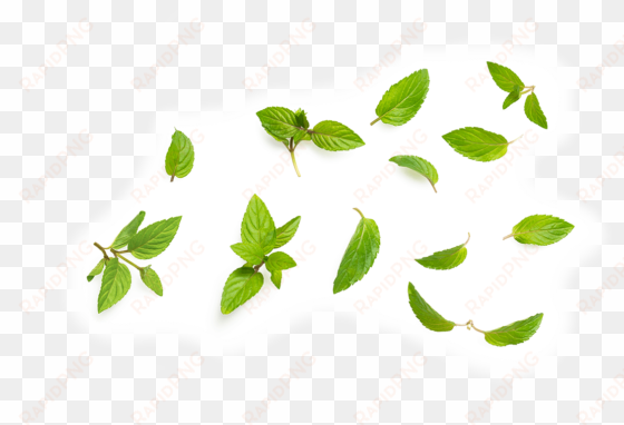 peppermint leaf - tea