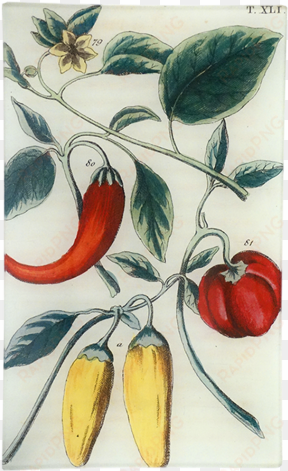 peppers xli peppers xli - giclee painting: yellow and red bell chili peppers,