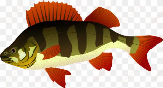 perch fish png clipart - perch clipart