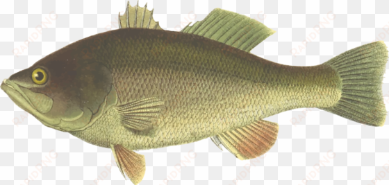 perch largemouth bass fish black sea bass - largemouth bass fish clipart