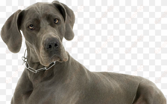 perro, gran danés - grey great dane