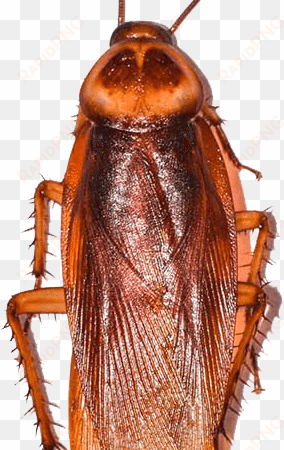 pest & rodent control - madagascar hissing cockroach