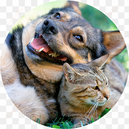 pet friendly - dogs and cats