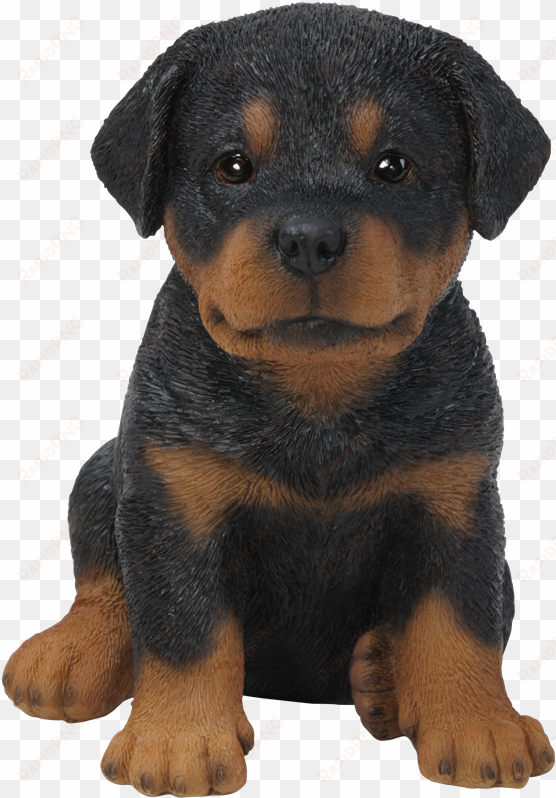 pet pal rottweiler puppy - rottweiler puppy transparent