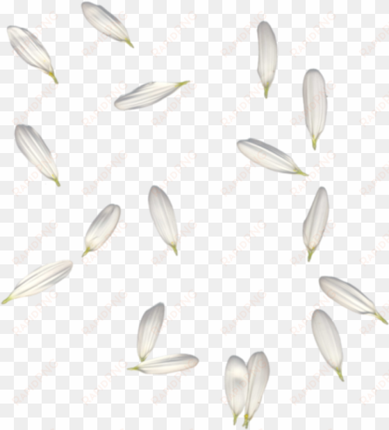 petals white falling freetoedit - portable network graphics