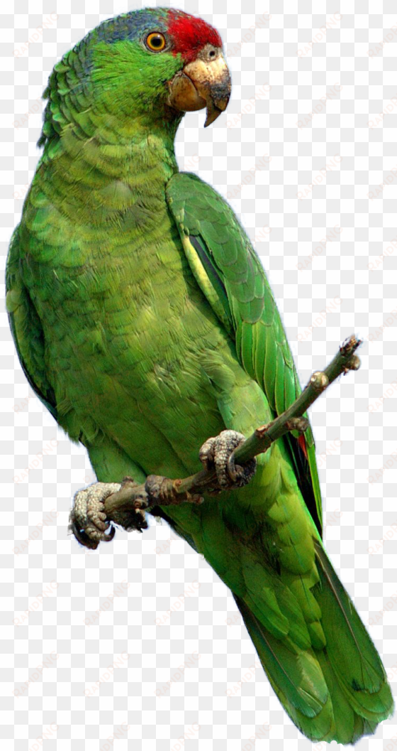 pete the parrot - songbirds calendar 2018: 16 month calendar