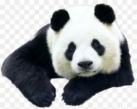 petsandanimals animals animal panda pandas ftestickers - giant panda
