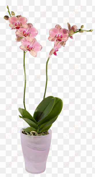 phalaenopsis orchid, pink pot - transparent orchid pot png