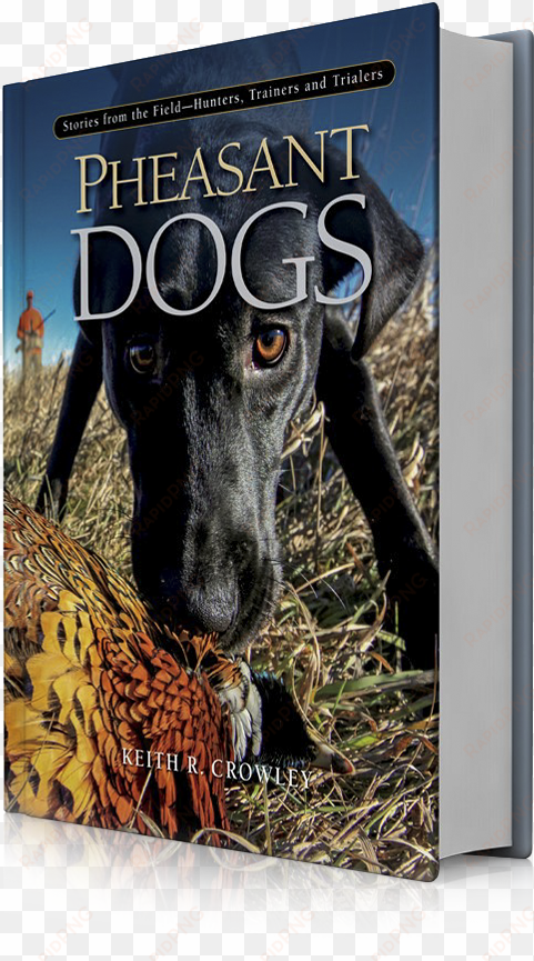 pheasant dogs - dog