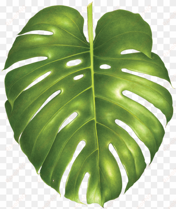 philodendron monstera - split leaf philodendron to trace