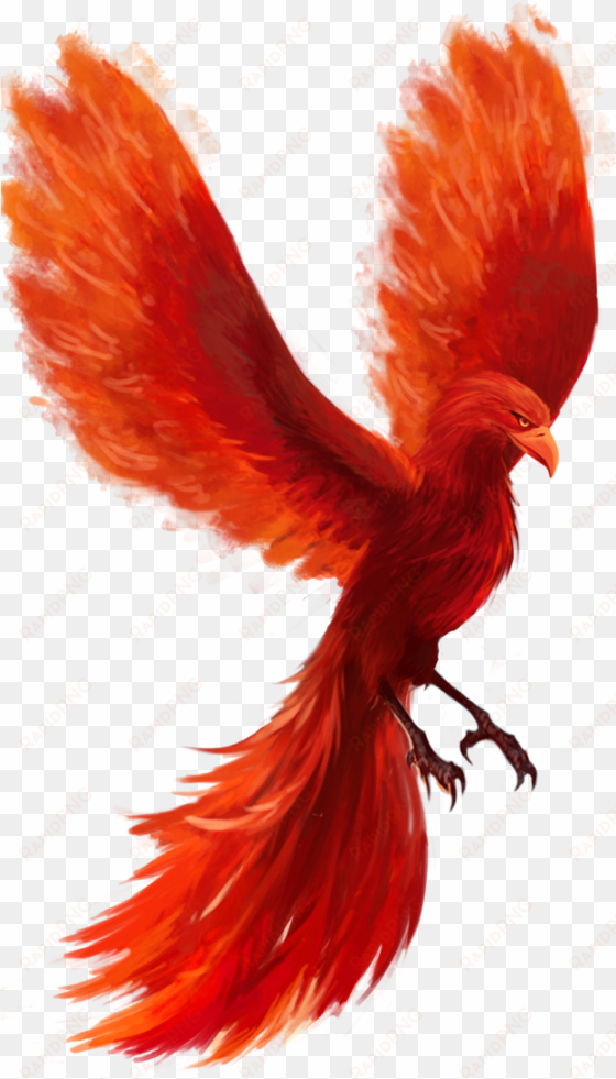 phoenix png hd - macaw