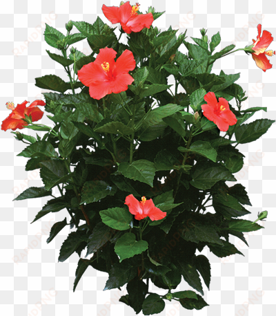 photo of a hibiscus rosa plant - hibiscus plant png