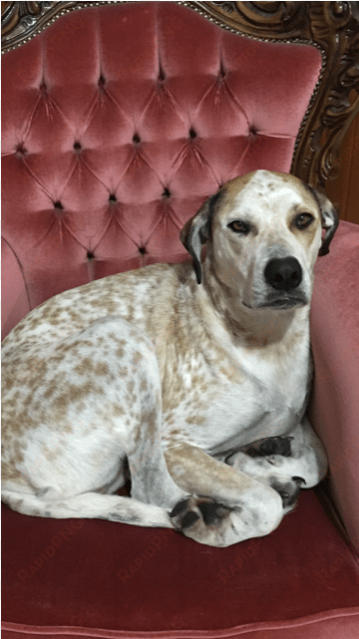 photo of honey ~cattle dog x great dane - companion dog