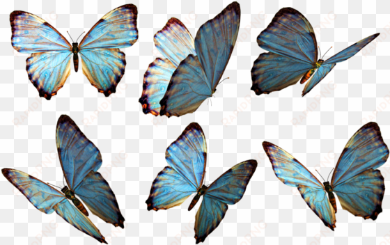 photoshop clipart beautiful butterfly - flying butterfly png