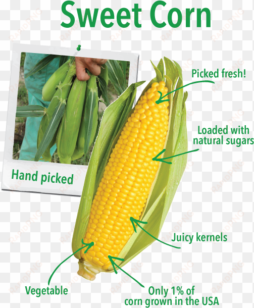 picked when its kernels are soft and sweet, sweet corn - ear of sweet corn