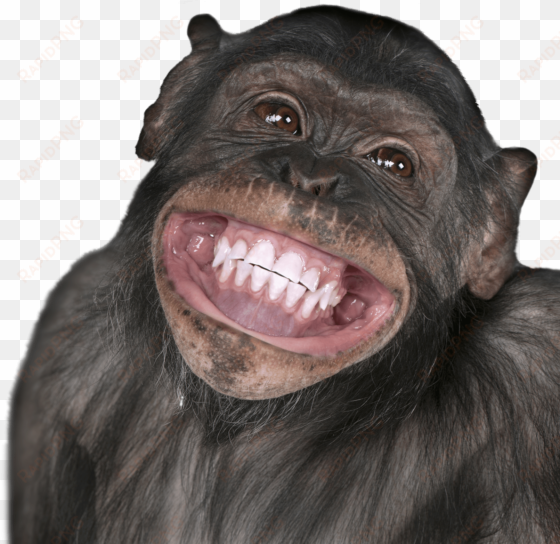 pics of monkeys smiling - happy birthday gemini monkey