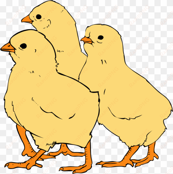 picture freeuse download file svg wikipedia filechicks - chick pictures in clipart