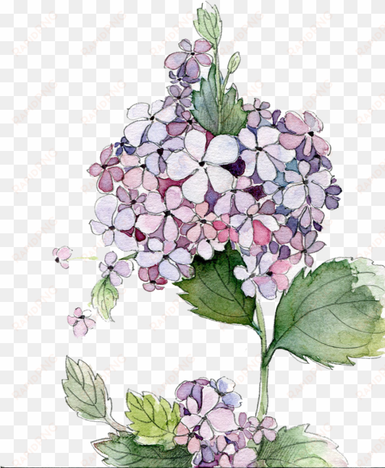 picture royalty free stock painting flower flowers - hydrangea watercolor