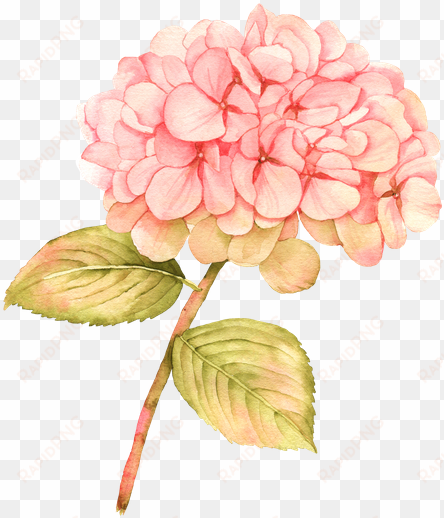 picture transparent download free premium stock photos - hydrangea pink watercolor flowers