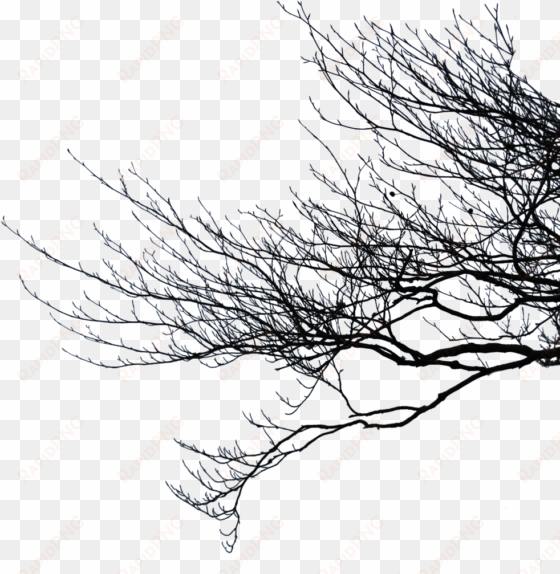 picture transparent stock branch transparent dead tree - branches png