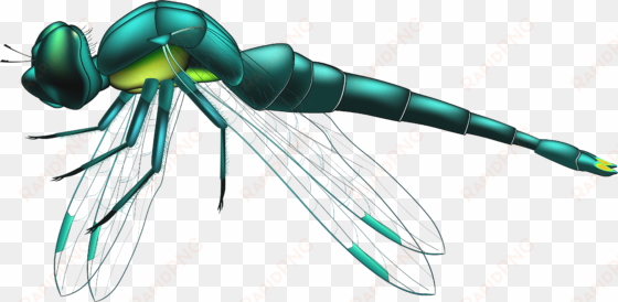 picture transparent stock dragon fly clipart - dragonfly png