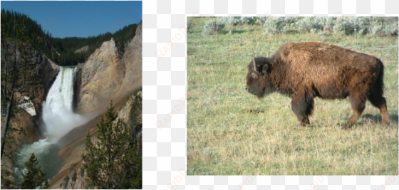 picture - yellowstone national park, lower falls