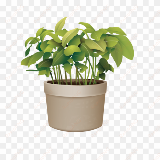 pictures of potted plants best of flowerpot plant vector - transparent background potted plant png