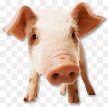 pig face - cara de cerdo png