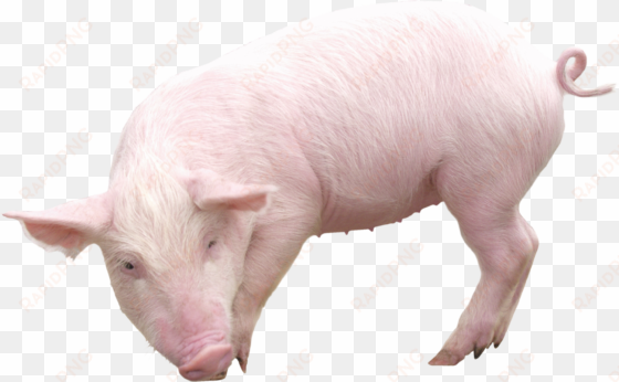 pig from sideview png image - pig png