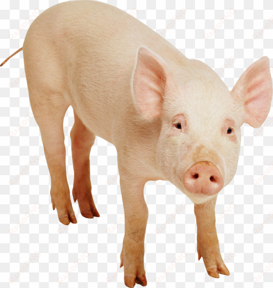 Pig Png Image - Little Book Of Pigs transparent png image
