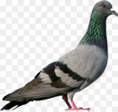 pigeon png hd - homing pigeon magnetic field