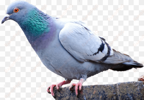 pigeon png images free pictures - clean pigeon