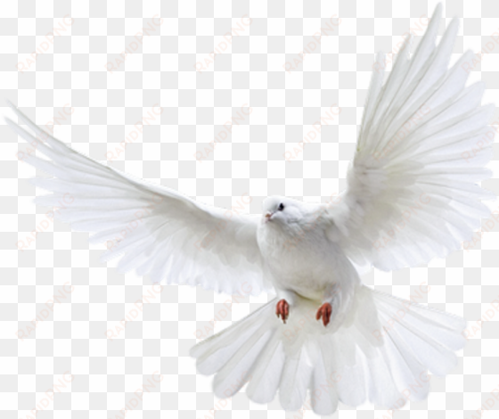 pigeon png images free pigeon png pictures download - pigeon png