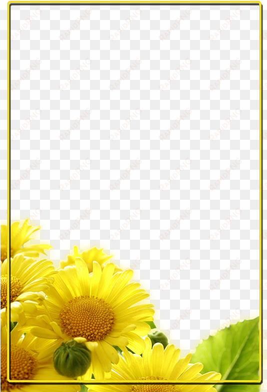 pin by marina díaz on fondos para presentaciones - transparent background daisy png yellow