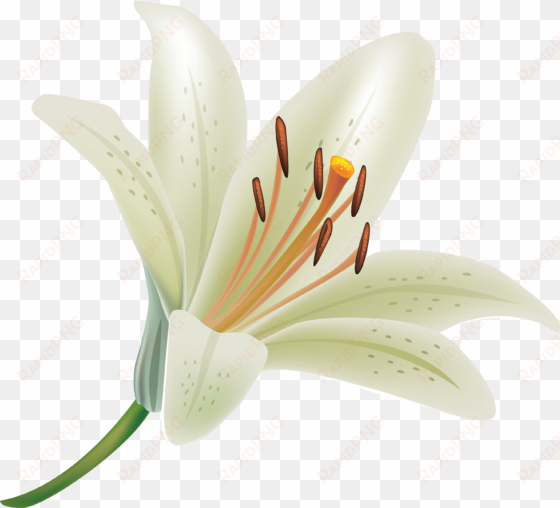 pin by webster on - lily clipart