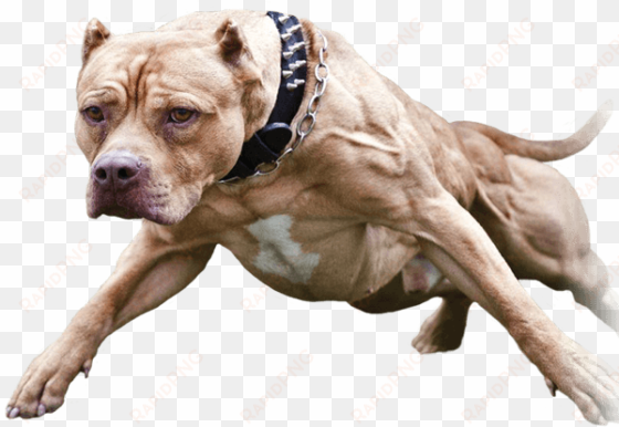 pin pitbull png do it on pinterest - amerykański pit bull terrier
