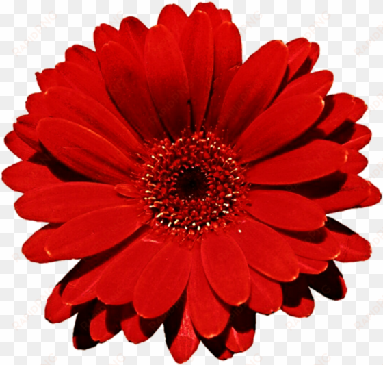 pin red daisy clip art - latitude run otto daisy flower indoor/outdoor throw