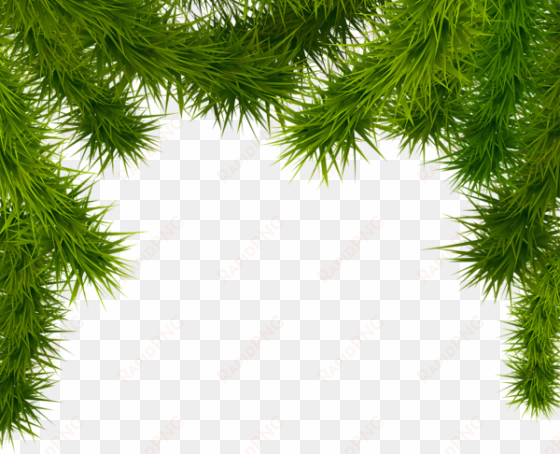 pine branches png clipart image - christmas tree border png